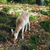 Knole House hertenpark